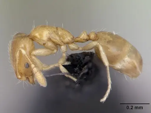 Monomorium exiguum specimen CASENT0470747 image casent0470747_3