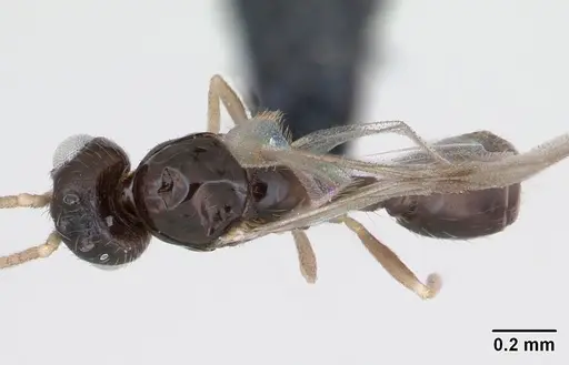 Monomorium exiguum specimen CASENT0474519 image casent0474519_1