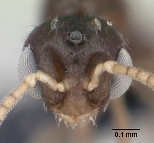 Monomorium exiguum specimen CASENT0474519 image casent0474519_2