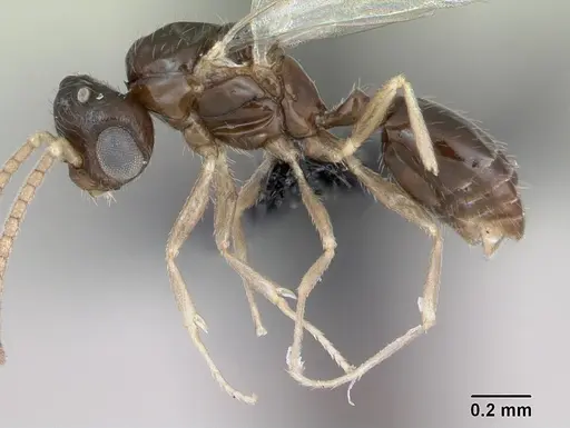 Monomorium exiguum specimen CASENT0474519 image casent0474519_3