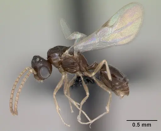 Monomorium exiguum specimen CASENT0474519 image casent0474519_4
