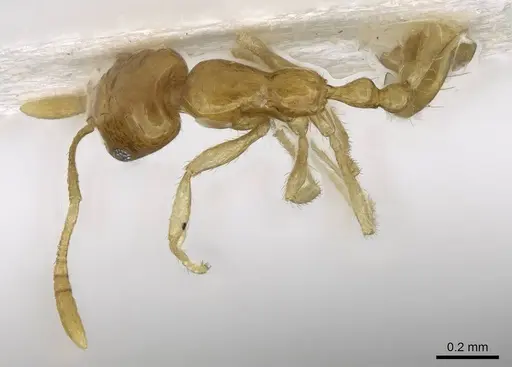 Monomorium exiguum specimen CASENT0746611 image casent0746611_1
