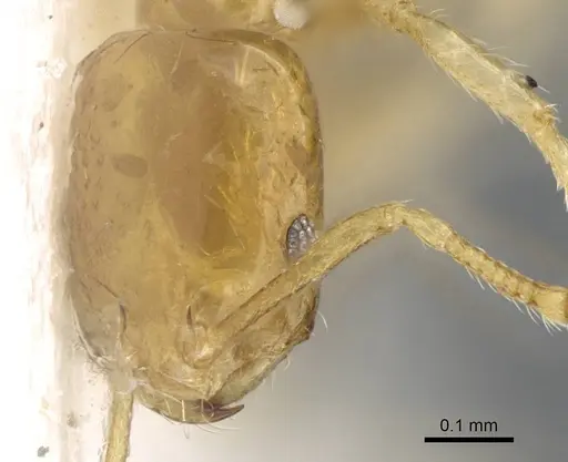 Monomorium exiguum specimen CASENT0746611 image casent0746611_2