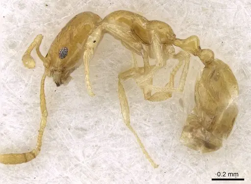 Monomorium exiguum specimen CASENT0746611 image casent0746611_3