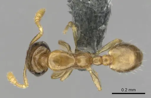 Monomorium exiguum specimen CASENT0812203 image casent0812203_1