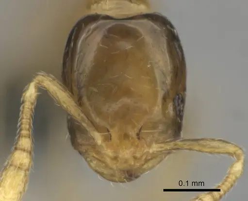 Monomorium exiguum specimen CASENT0812203 image casent0812203_2