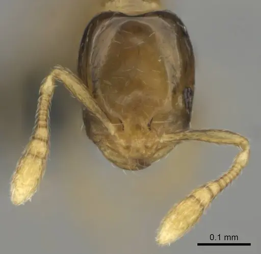 Monomorium exiguum specimen CASENT0812203 image casent0812203_3