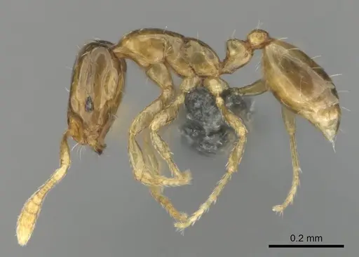 Monomorium exiguum specimen CASENT0812203 image casent0812203_4