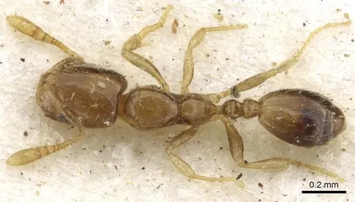 Monomorium exiguum specimen CASENT0902267 image casent0902267_1