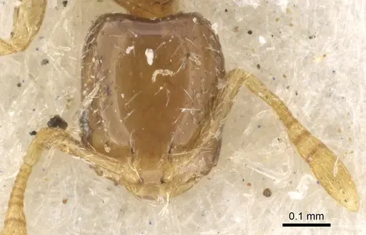 Monomorium exiguum specimen CASENT0902267 image casent0902267_2