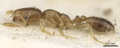 Monomorium exiguum specimen CASENT0902267 image casent0902267_3