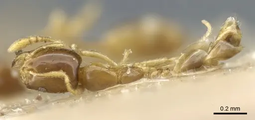 Monomorium exiguum specimen CASENT0904589 image casent0904589_1