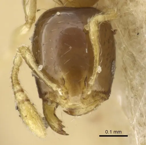 Monomorium exiguum specimen CASENT0904589 image casent0904589_2
