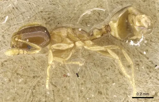 Monomorium exiguum specimen CASENT0904589 image casent0904589_3