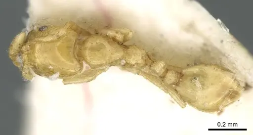 Monomorium exiguum specimen CASENT0906342 image casent0906342_1