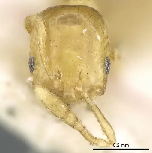 Monomorium exiguum specimen CASENT0906342 image casent0906342_2