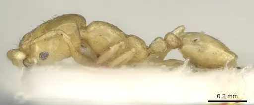 Monomorium exiguum specimen CASENT0906342 image casent0906342_3