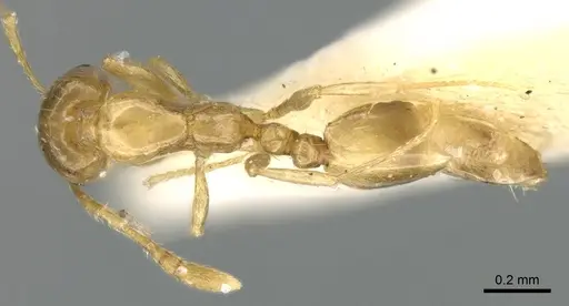 Monomorium exiguum specimen CASENT0906343 image casent0906343_1