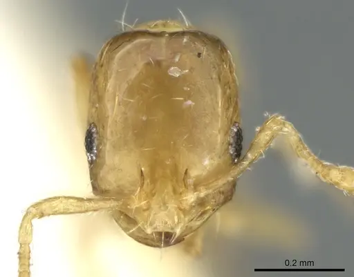 Monomorium exiguum specimen CASENT0906343 image casent0906343_2