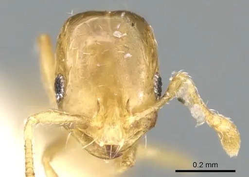 Monomorium exiguum specimen CASENT0906343 image casent0906343_3