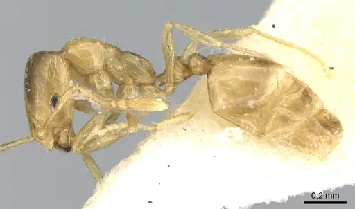 Monomorium exiguum specimen CASENT0906343 image casent0906343_4