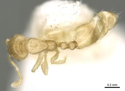 Monomorium exiguum specimen CASENT0906344 image casent0906344_1