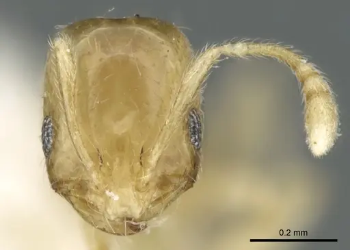 Monomorium exiguum specimen CASENT0906344 image casent0906344_2