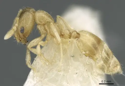 Monomorium exiguum specimen CASENT0906344 image casent0906344_3
