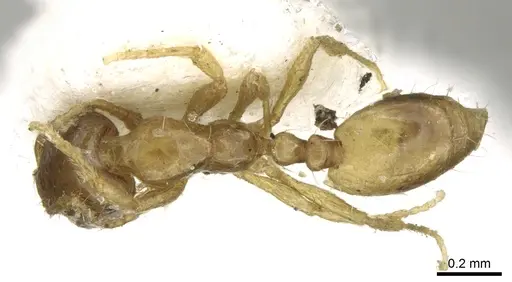 Monomorium exiguum specimen CASENT0906345 image casent0906345_1