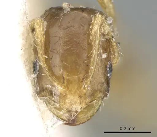 Monomorium exiguum specimen CASENT0906345 image casent0906345_2