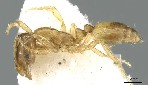 Monomorium exiguum specimen CASENT0906345 image casent0906345_3