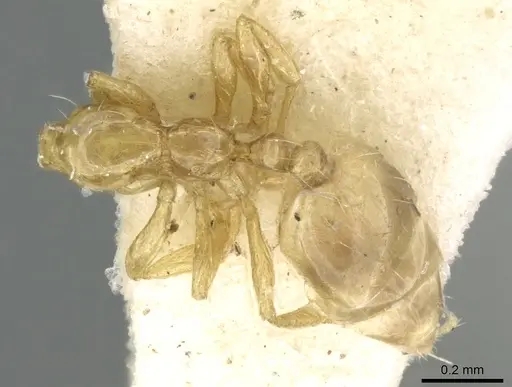 Monomorium exiguum specimen CASENT0906346 image casent0906346_1