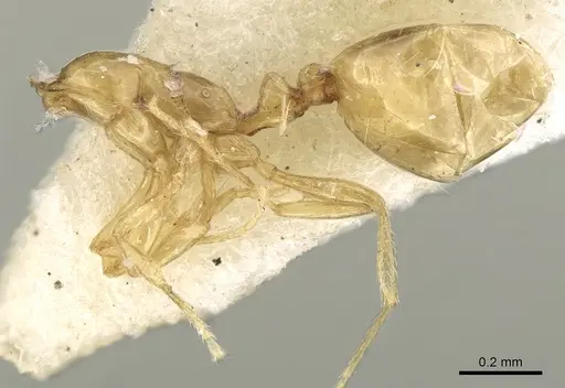 Monomorium exiguum specimen CASENT0906346 image casent0906346_2
