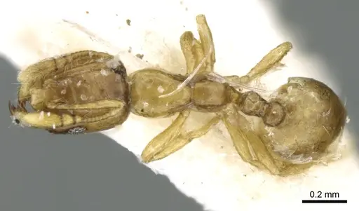 Monomorium exiguum specimen CASENT0906347 image casent0906347_1