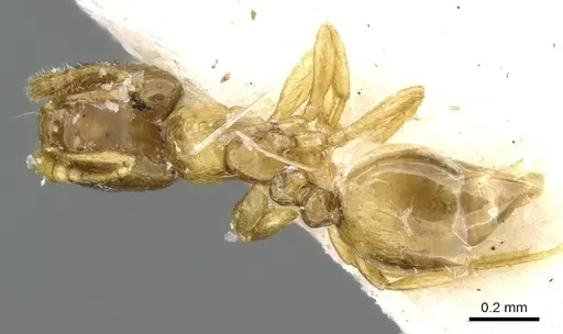 Monomorium exiguum specimen CASENT0906347 image casent0906347_2