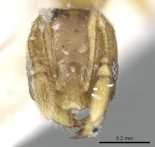 Monomorium exiguum specimen CASENT0906347 image casent0906347_3