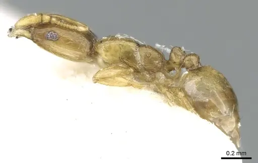 Monomorium exiguum specimen CASENT0906347 image casent0906347_4
