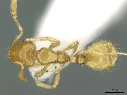 Monomorium exiguum specimen CASENT0906390 image casent0906390_1