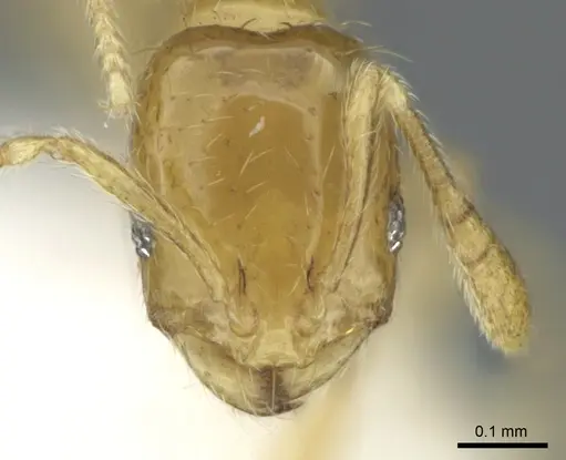 Monomorium exiguum specimen CASENT0906390 image casent0906390_2