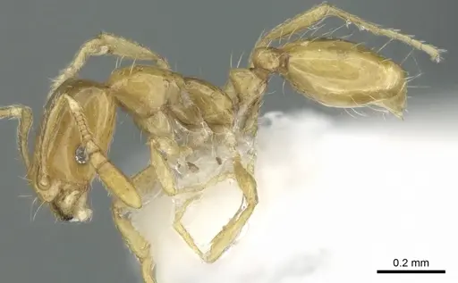 Monomorium exiguum specimen CASENT0906390 image casent0906390_3
