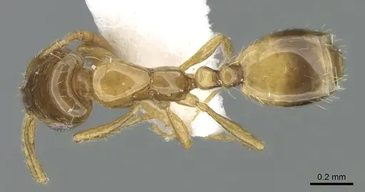 Monomorium exiguum specimen CASENT0906398 image casent0906398_1