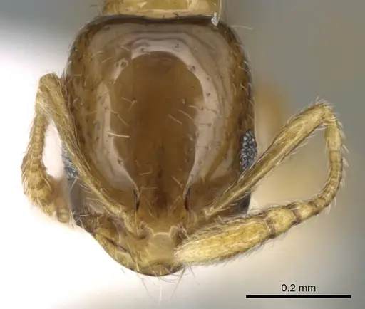Monomorium exiguum specimen CASENT0906398 image casent0906398_2