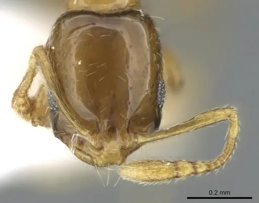 Monomorium exiguum specimen CASENT0906398 image casent0906398_3