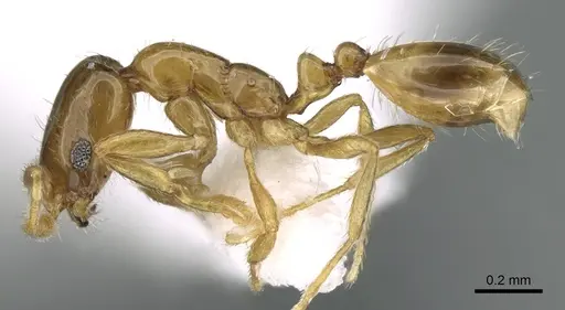Monomorium exiguum specimen CASENT0906398 image casent0906398_4