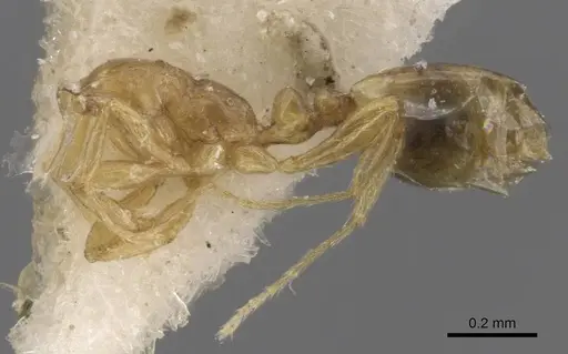 Monomorium exiguum specimen CASENT0913825 image casent0913825_2