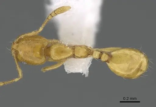 Monomorium exiguum specimen CASENT0922302 image casent0922302_1