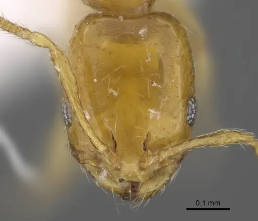 Monomorium exiguum specimen CASENT0922302 image casent0922302_2