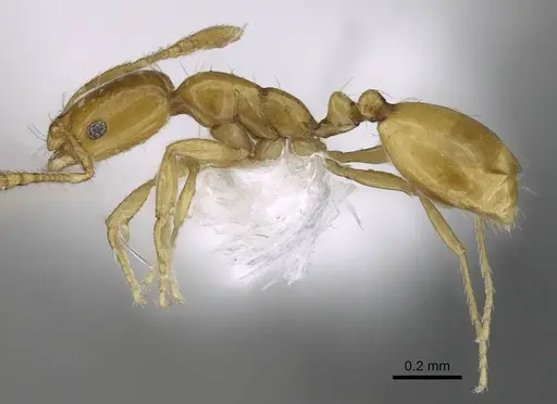 Monomorium exiguum specimen CASENT0922302 image casent0922302_3