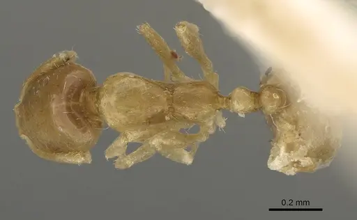 Monomorium exiguum specimen CASENT0922336 image casent0922336_1