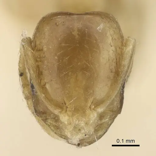 Monomorium exiguum specimen CASENT0922336 image casent0922336_2